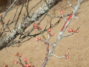 g~1