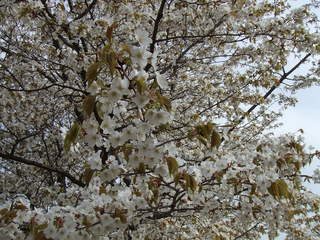 DSCF3757.JPG