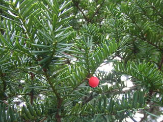 DSCF3935.JPG