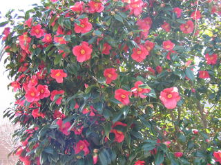 DSCF4211.JPG